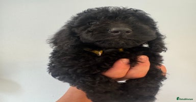 Cockapoo dogs - Advert 3