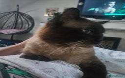 Ragdoll cats for sale: 2 ragdoll cats for rehoming - Image 15