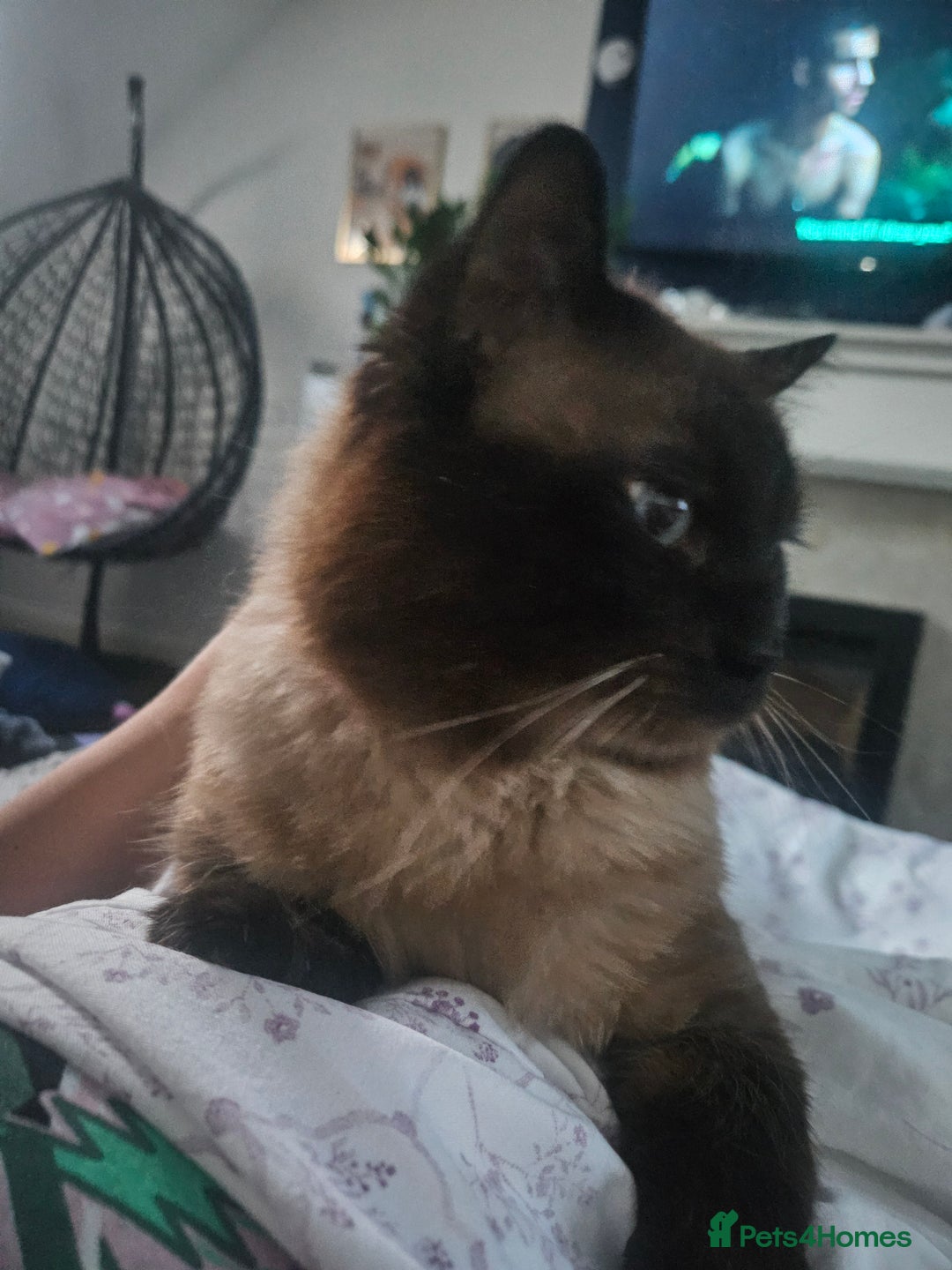 Ragdoll cats for sale: 2 ragdoll cats for rehoming - Image 15