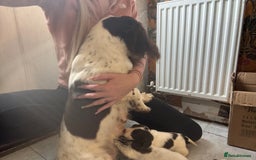 English Springer Spaniel dogs for sale: Beautiful springer spaniel puppies  - Image 5