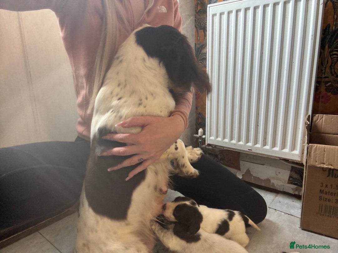 English Springer Spaniel dogs for sale: Beautiful springer spaniel puppies  - Image 5