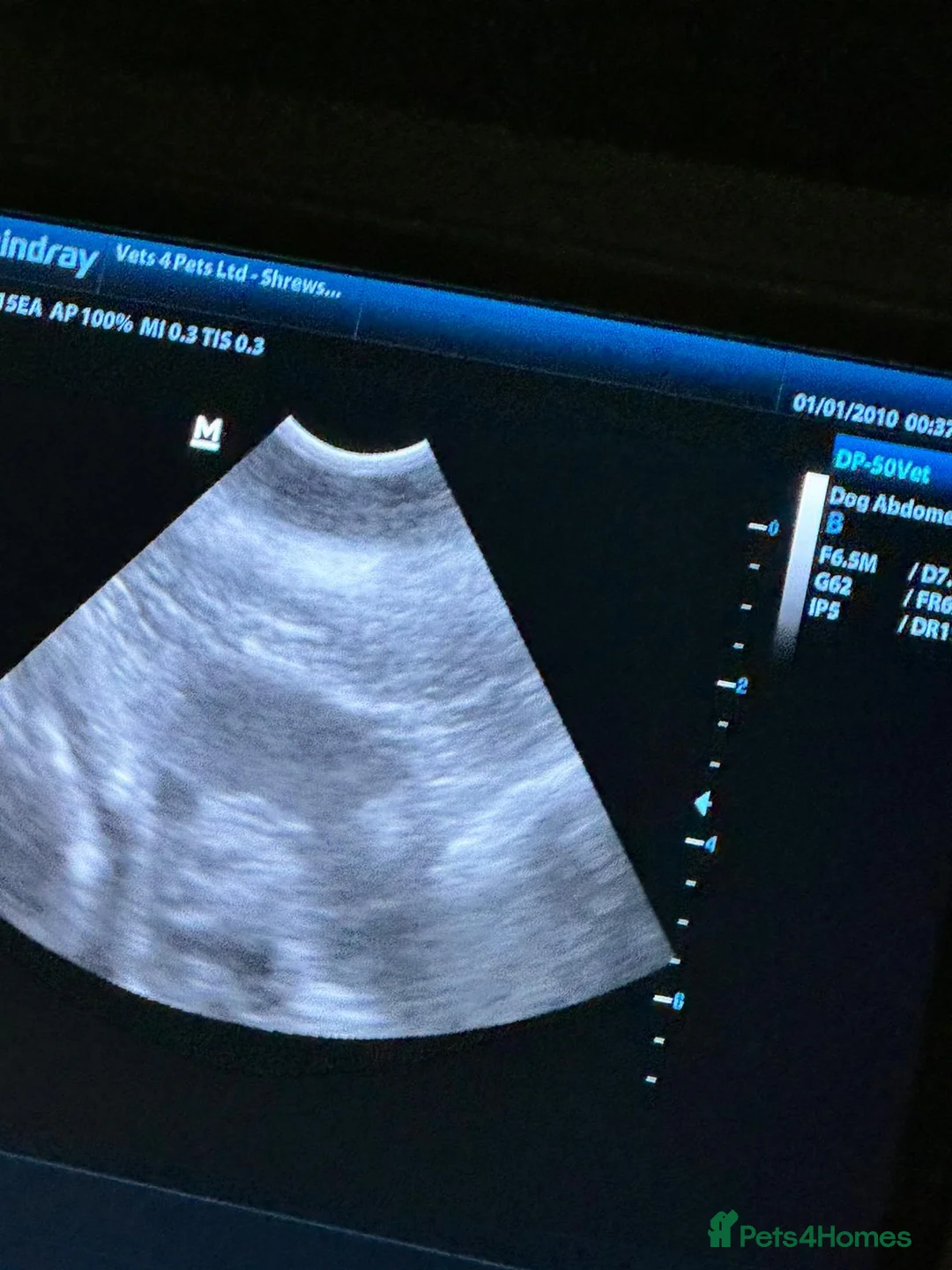 Labrador Retriever dogs for stud: PROVEN LABRADOR FOR STUD PROVEN  in Wolverhampton - Advert 2