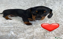 Miniature Dachshund dogs for sale: Miniature duscuhund  - Image 8