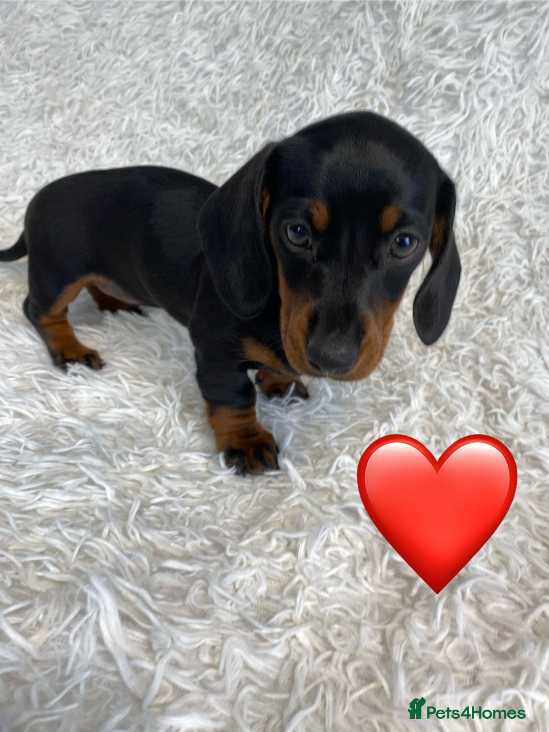 Miniature Dachshund dogs for sale: Miniature duscuhund  - Image 8