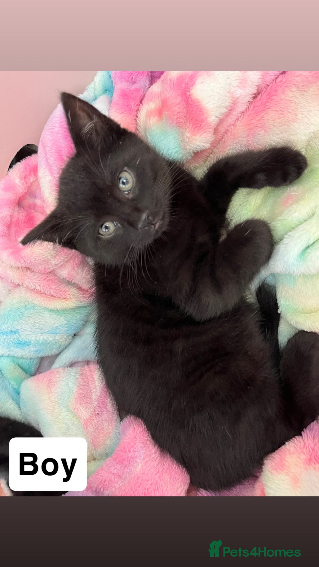 Mixed Breed cats for sale: 6 kittens for sale - Image 12
