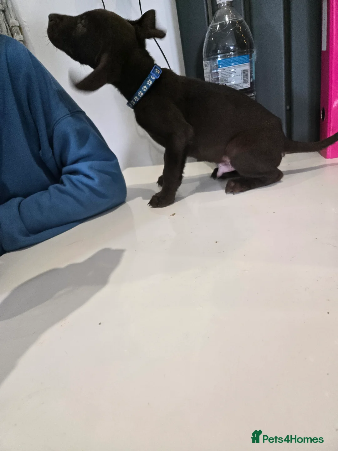 Mixed Breed dogs for sale: Doberman x Weimaraner Cross - Advert 12