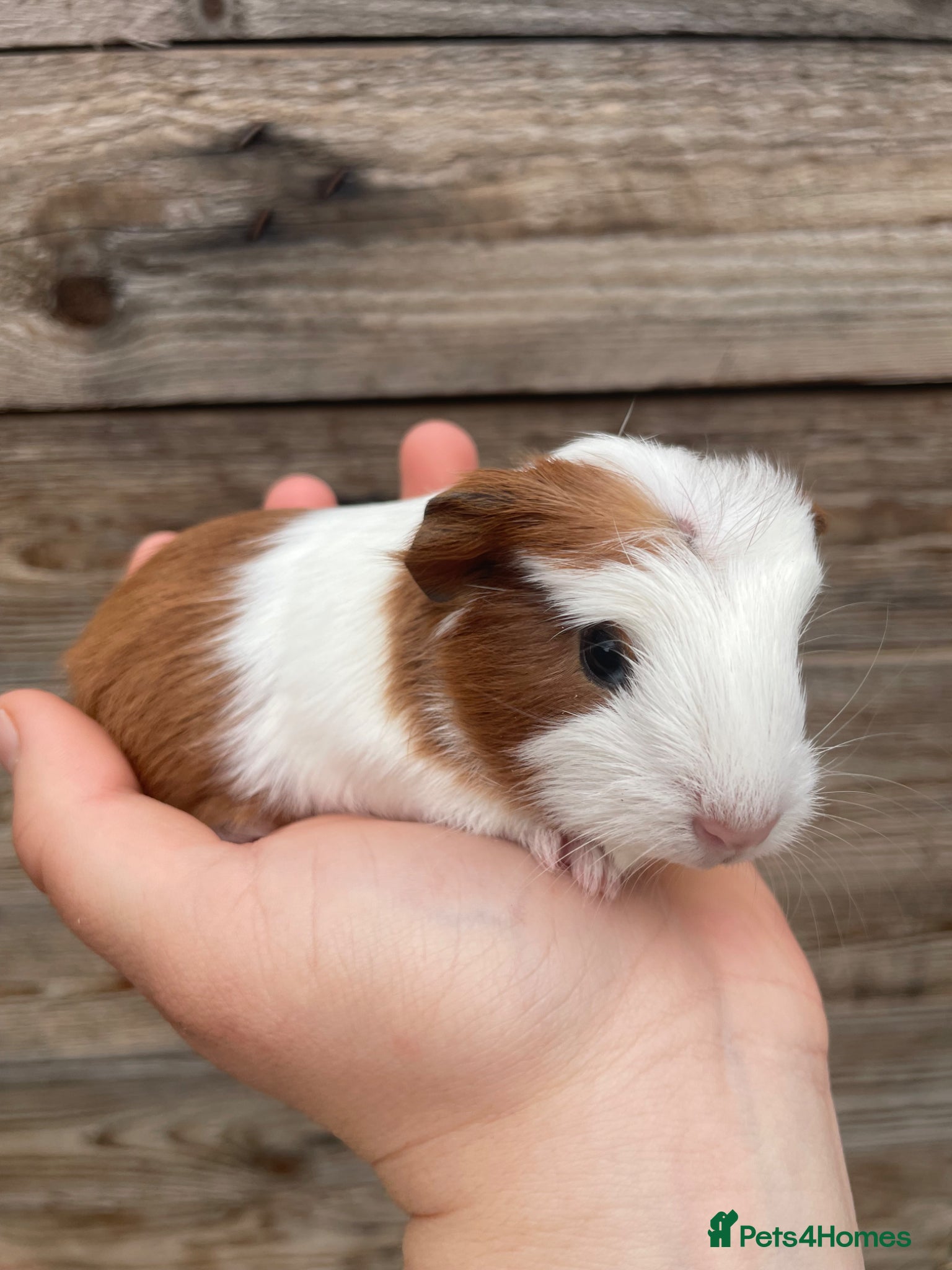 Guinea Pig rodents Gorgeous guinea pigs  - Advert 2