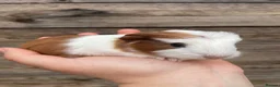 Guinea Pig rodents for sale: Gorgeous guinea pigs  - Advert 2