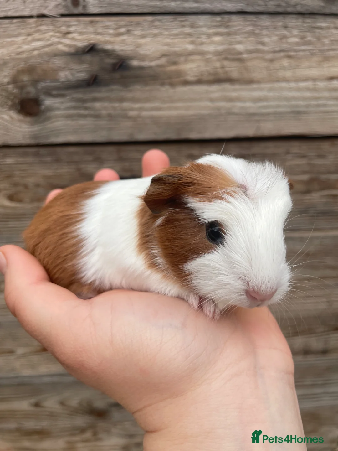 Guinea Pig rodents for sale: Gorgeous guinea pigs  - Advert 2