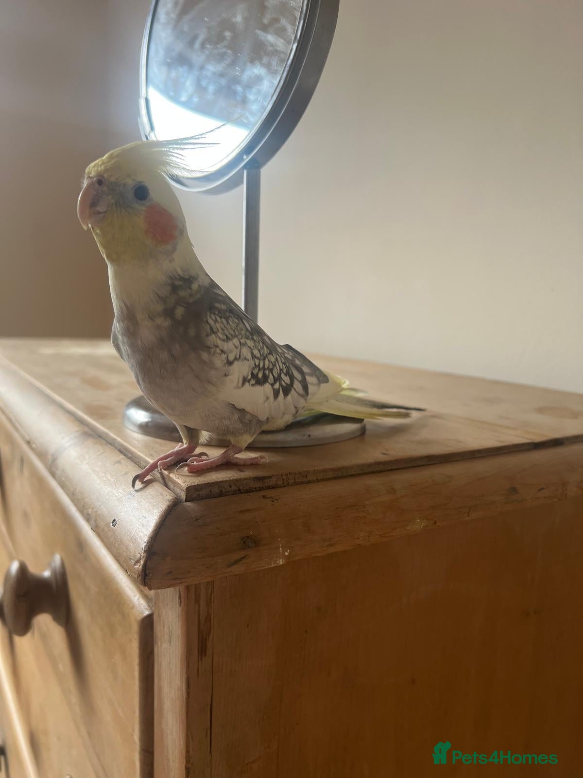 Cockatiels birds Musical, Friendly & Beautiful Cockatiel - Advert 3
