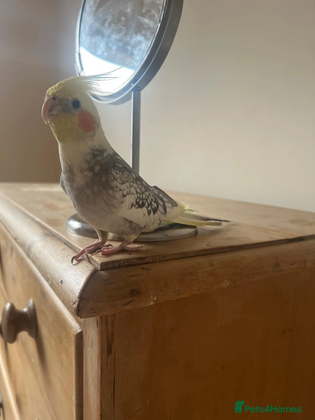 Cockatiels birds for sale: Musical, Friendly & Beautiful Cockatiel in Newton Abbot - Advert 1