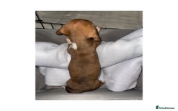Dachshund dogs for sale: Dachshund puppies  - Image 13