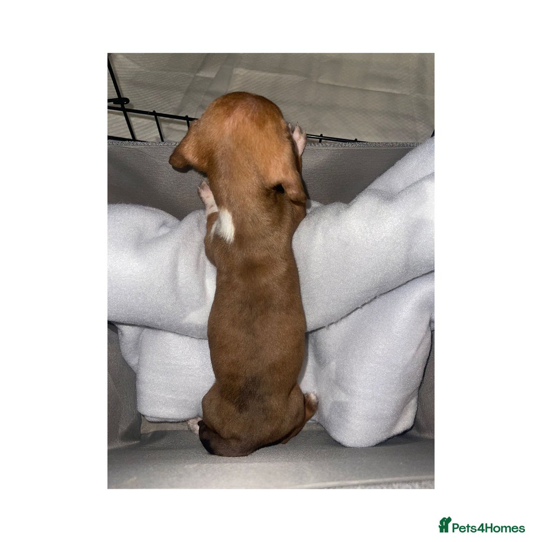 Dachshund dogs for sale: Dachshund puppies  - Image 13