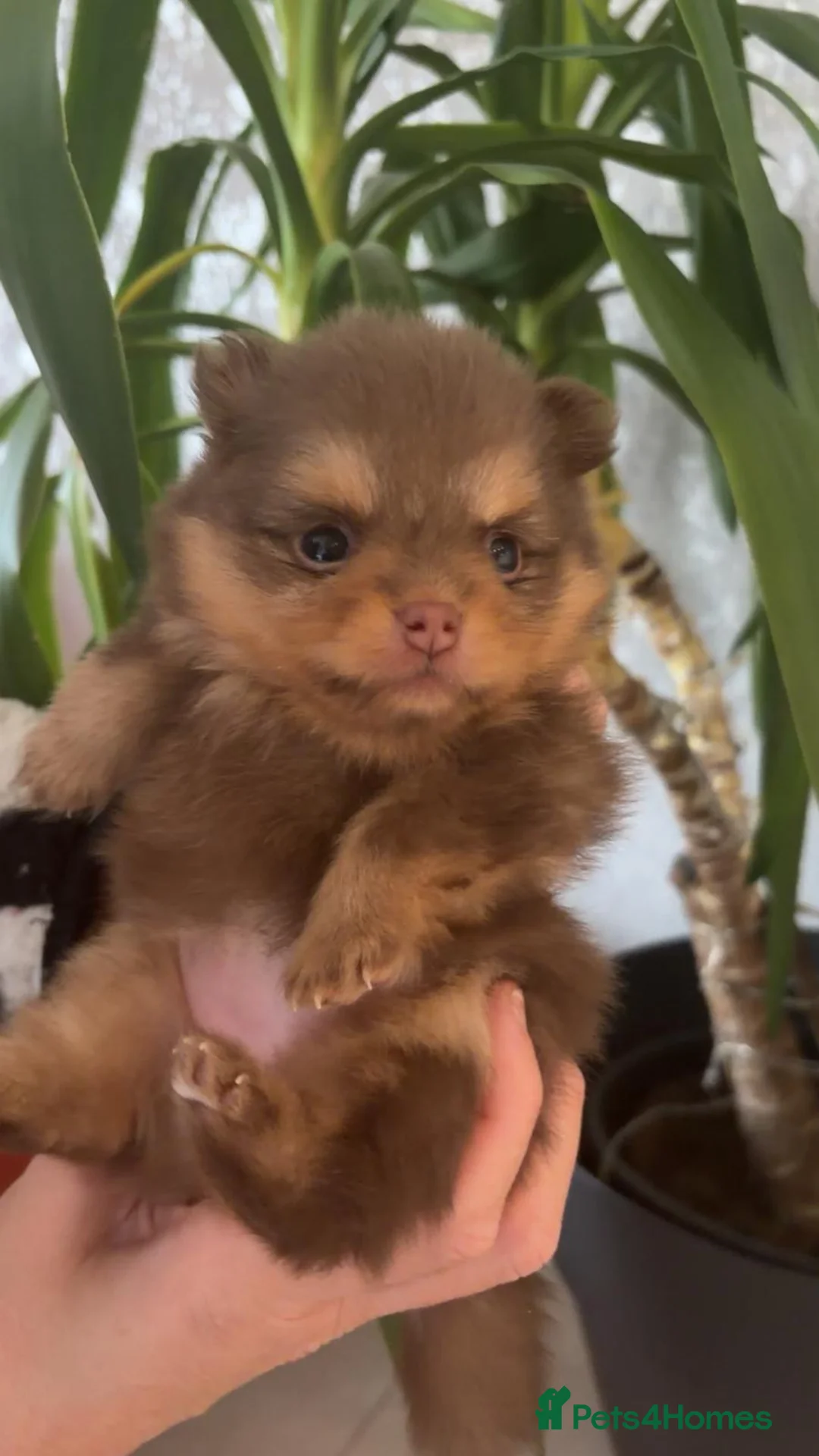 Pomeranian dogs for sale: Pomeranian  in Birmingham - Advert 6