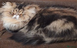 Persian cats for sale: Beautiful  pure bred blue/cream female persian  - Advert 5