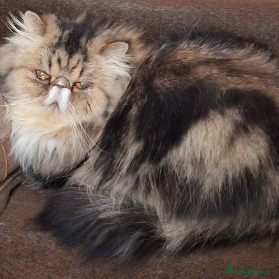 Persian cats for sale: Beautiful  pure bred blue/cream female persian  - Advert 5