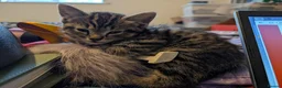 Mixed Breed cats for sale: Stunning Kittens Ready to Leave 30th September - Advert 19