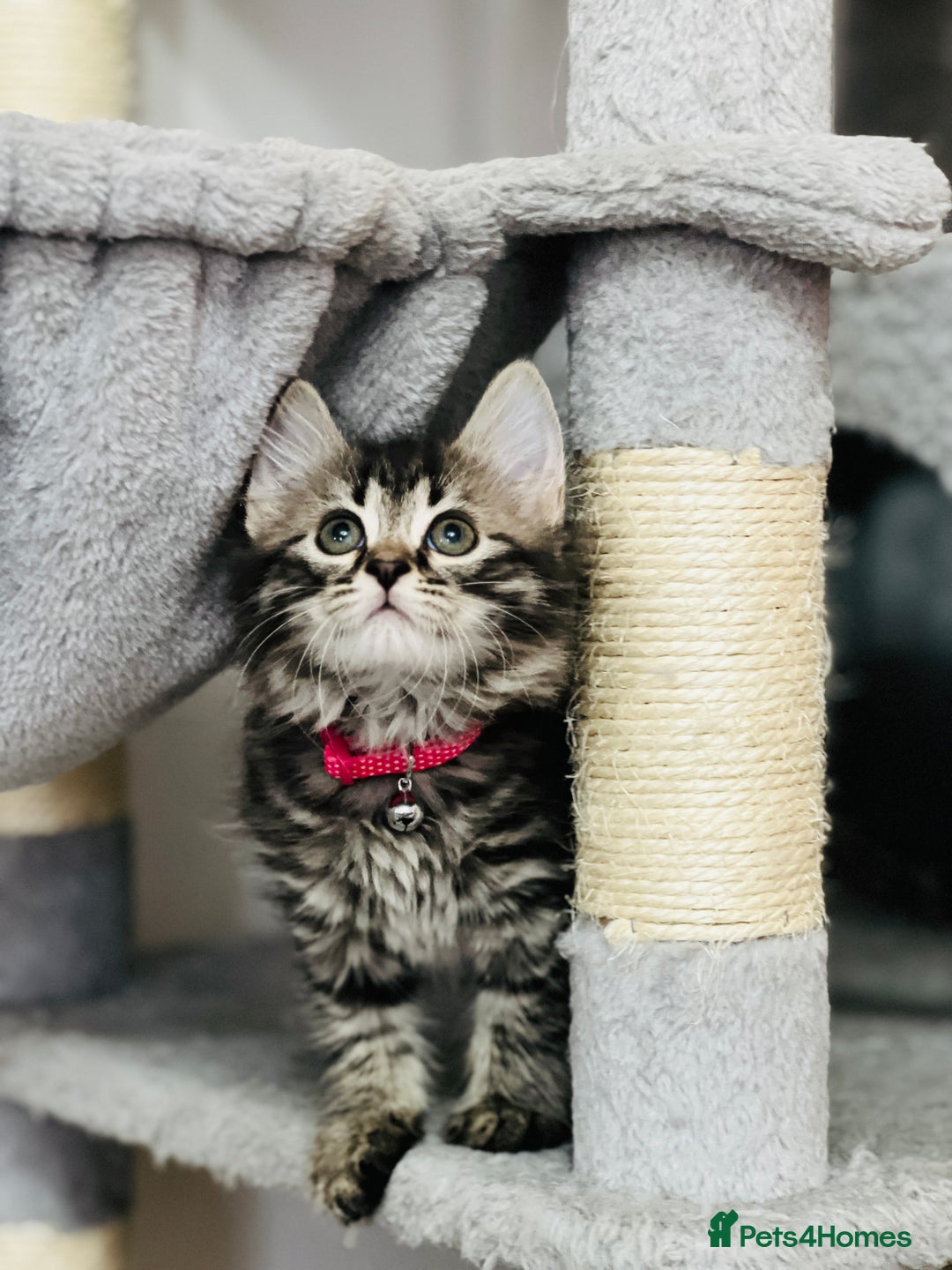 Mixed Breed cats for sale: Ready Now 2male and 1female Left - Advert 20