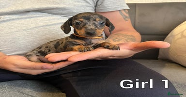 Miniature Dachshund dogs Miniature Dachshund  - Advert 12