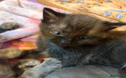 British Shorthair cats for sale: British Shorthair and Ragdoll mix - Image 3