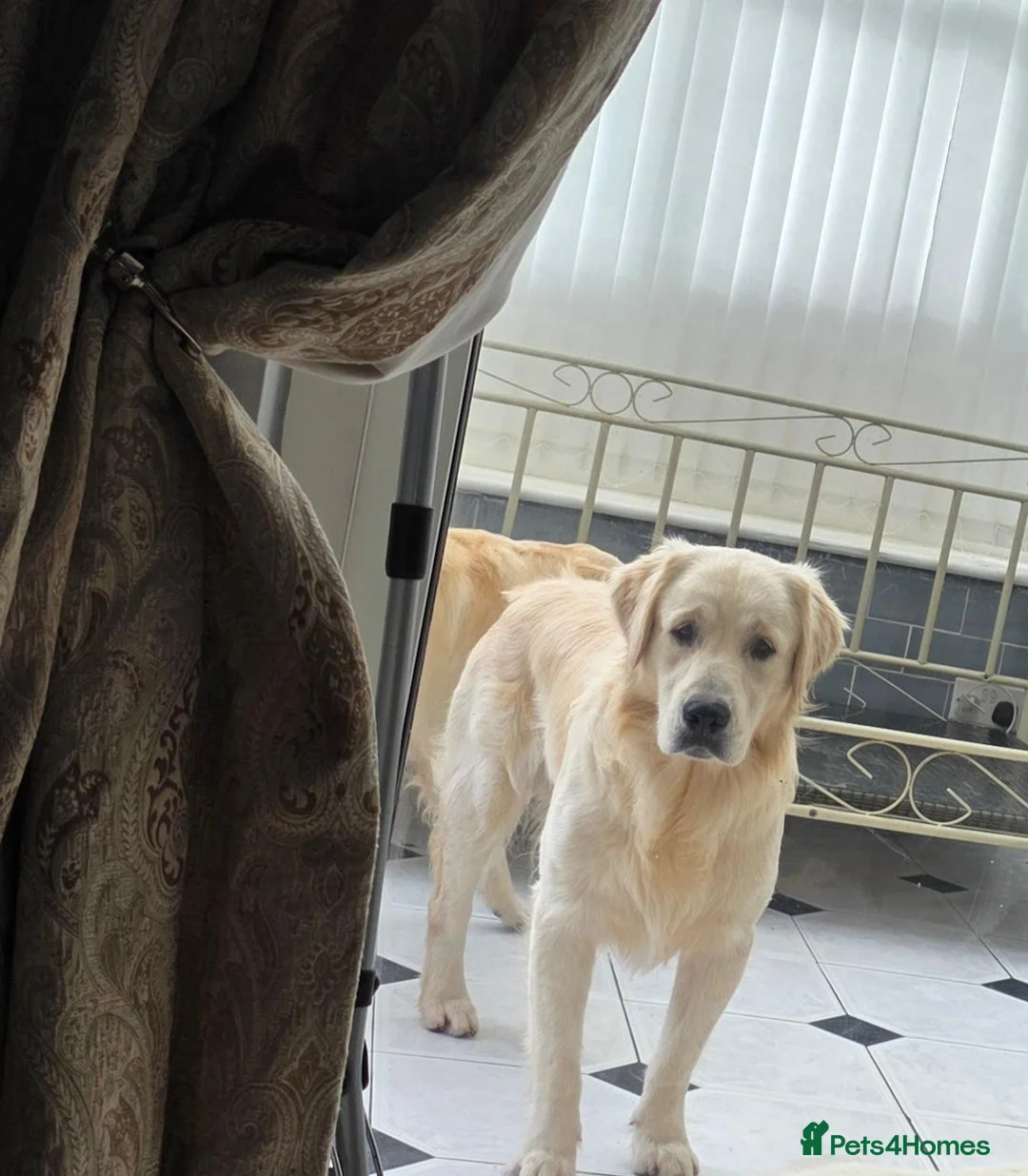 Goldador dogs for stud: Golden retriever for stud in Gateshead - Advert 2