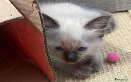 Ragdoll cats for sale: Exquisite 6th Gen*  PUREBREED Ragdoll Kittens - Image 7