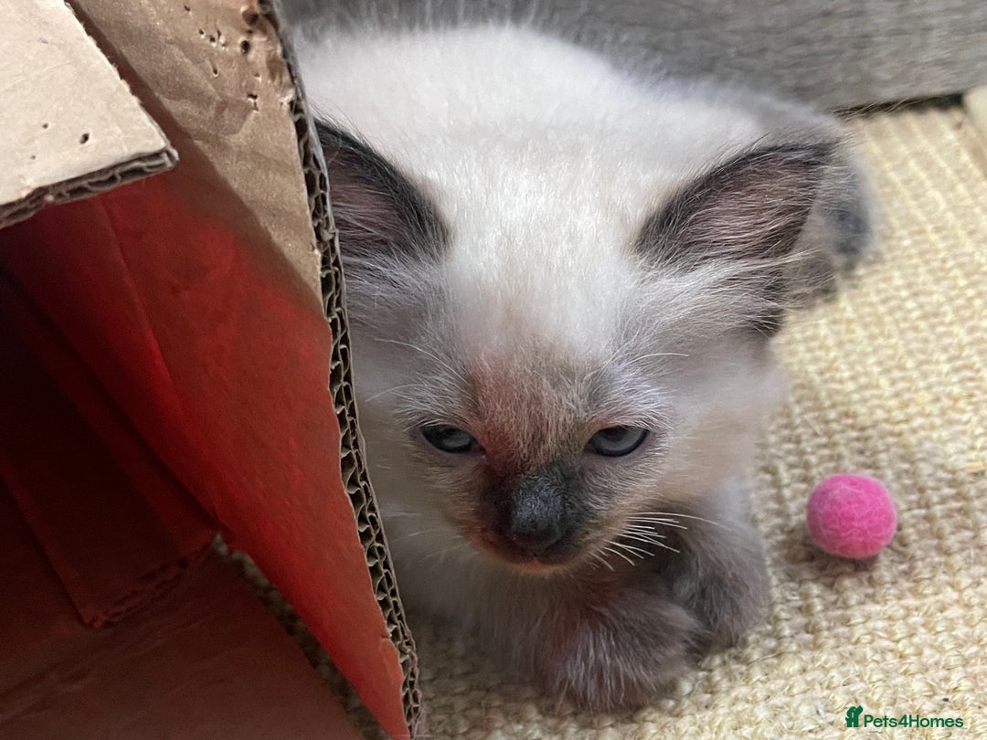 Ragdoll cats for sale: Exquisite 6th Gen*  PUREBREED Ragdoll Kittens - Image 7