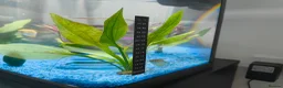 Gouramis fish for sale: tank and fish + accessories for sale in London - Advert 3