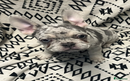 French Bulldog dogs for sale: Beautiful Pink, blue and tan and merl Frenchie’s - Image 4