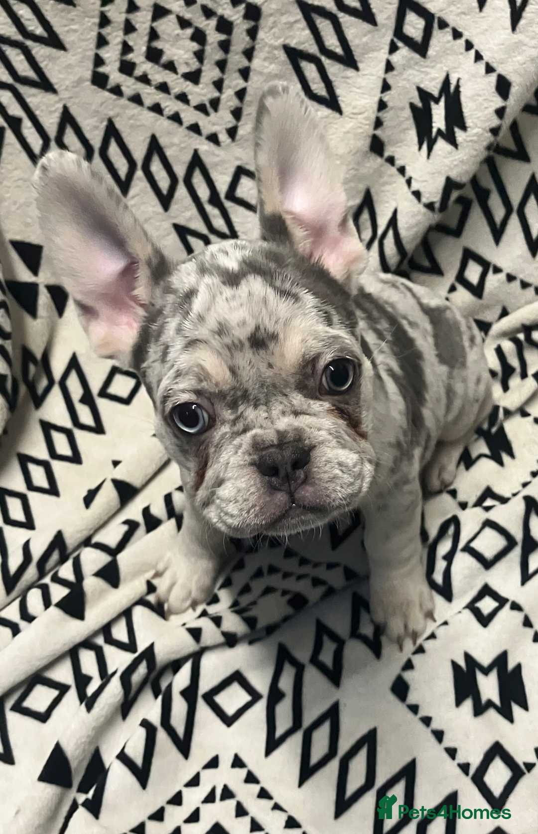 French Bulldog dogs for sale: Beautiful Pink, blue and tan and merl Frenchie’s - Image 4