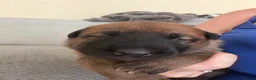 Belgian Shepherd Dog dogs for sale: Belgian Malinois Puppies  in Billingham - Advert 8