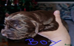 Cocker Spaniel dogs for sale: Working Cocker Spaniel Puppies - Advert 5