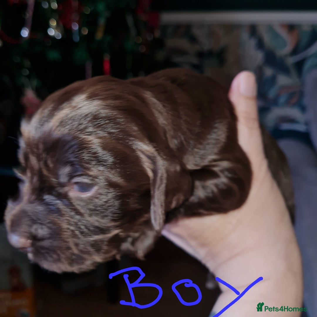 Cocker Spaniel dogs for sale: Working Cocker Spaniel Puppies - Advert 5