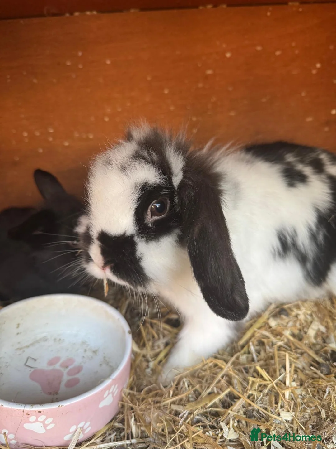 Angora rabbits for sale: Baby & Adult Rabbits for Sale in Dagenham - Advert 2