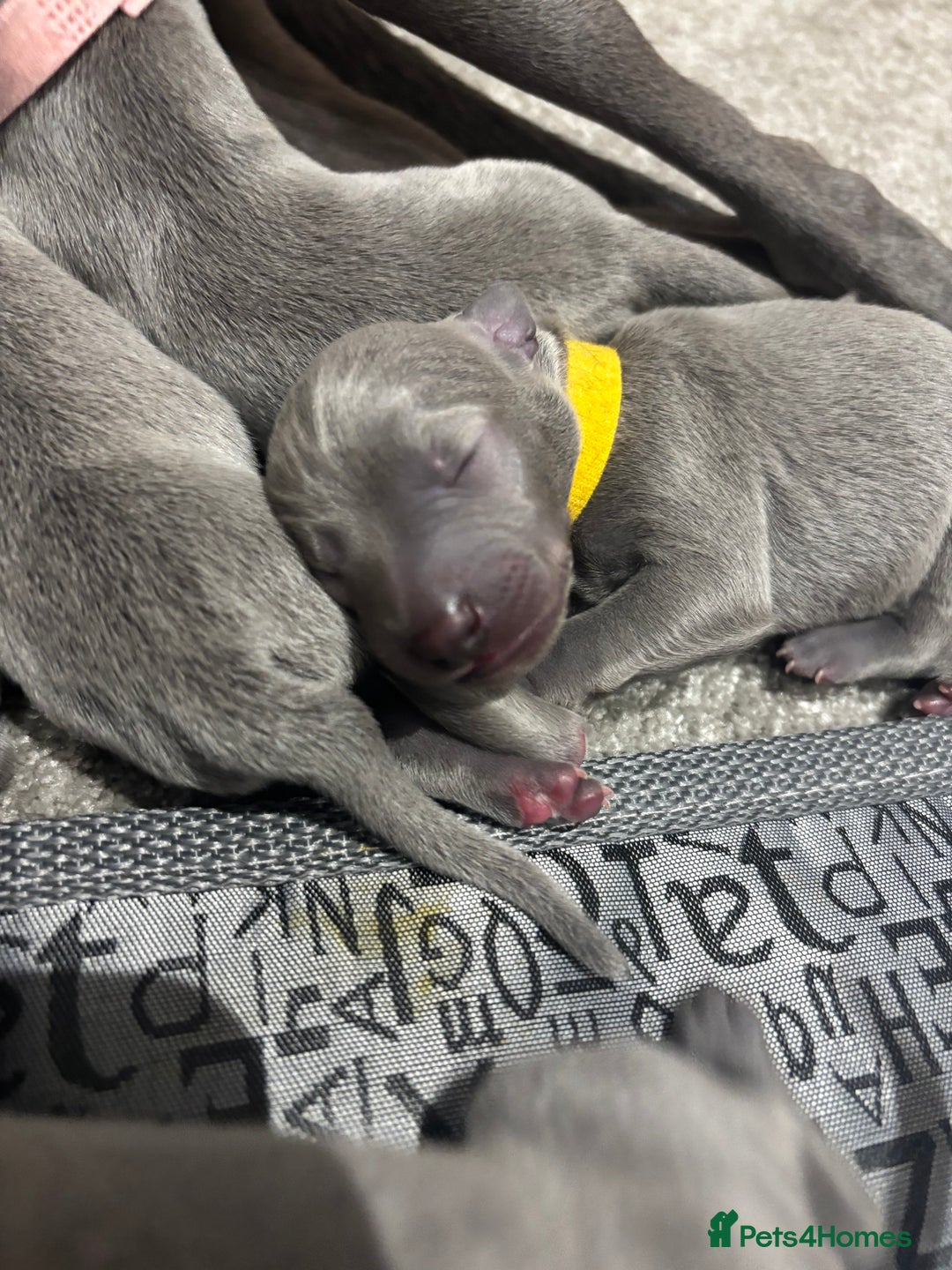 Whippet dogs for sale: Full blue pedigree KC reg whippet puppies - Advert 8