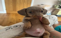 Miniature Dachshund dogs for sale: Miniature Dachshund Puppies - Image 30