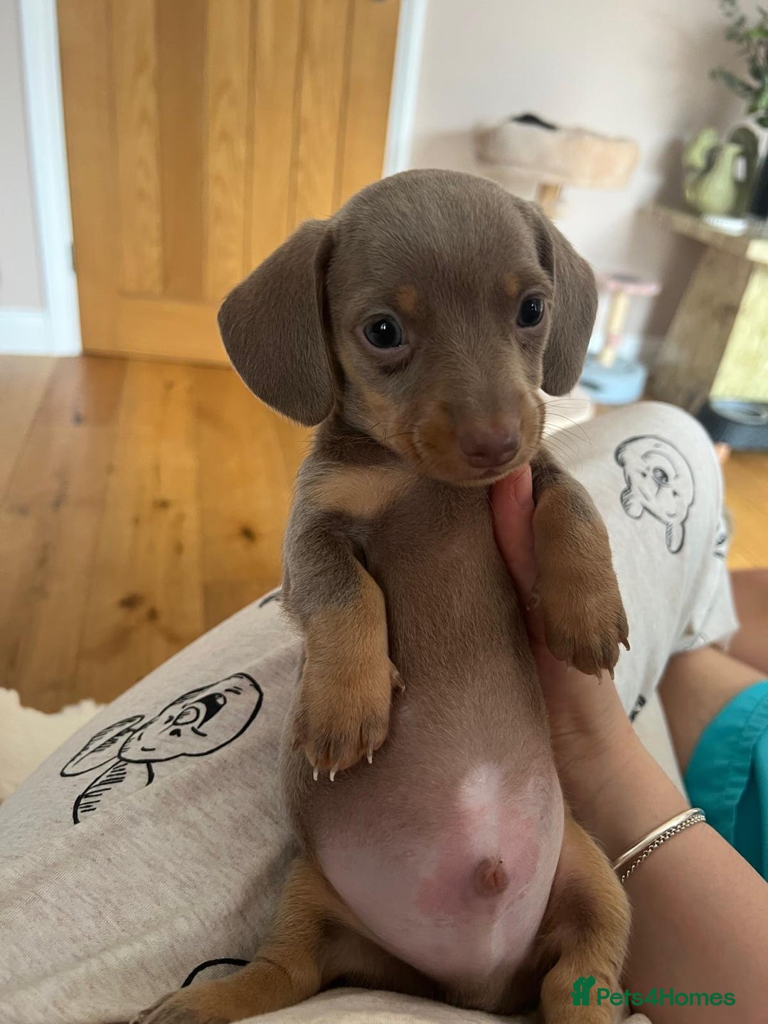 Miniature Dachshund dogs for sale: Miniature Dachshund Puppies - Image 30