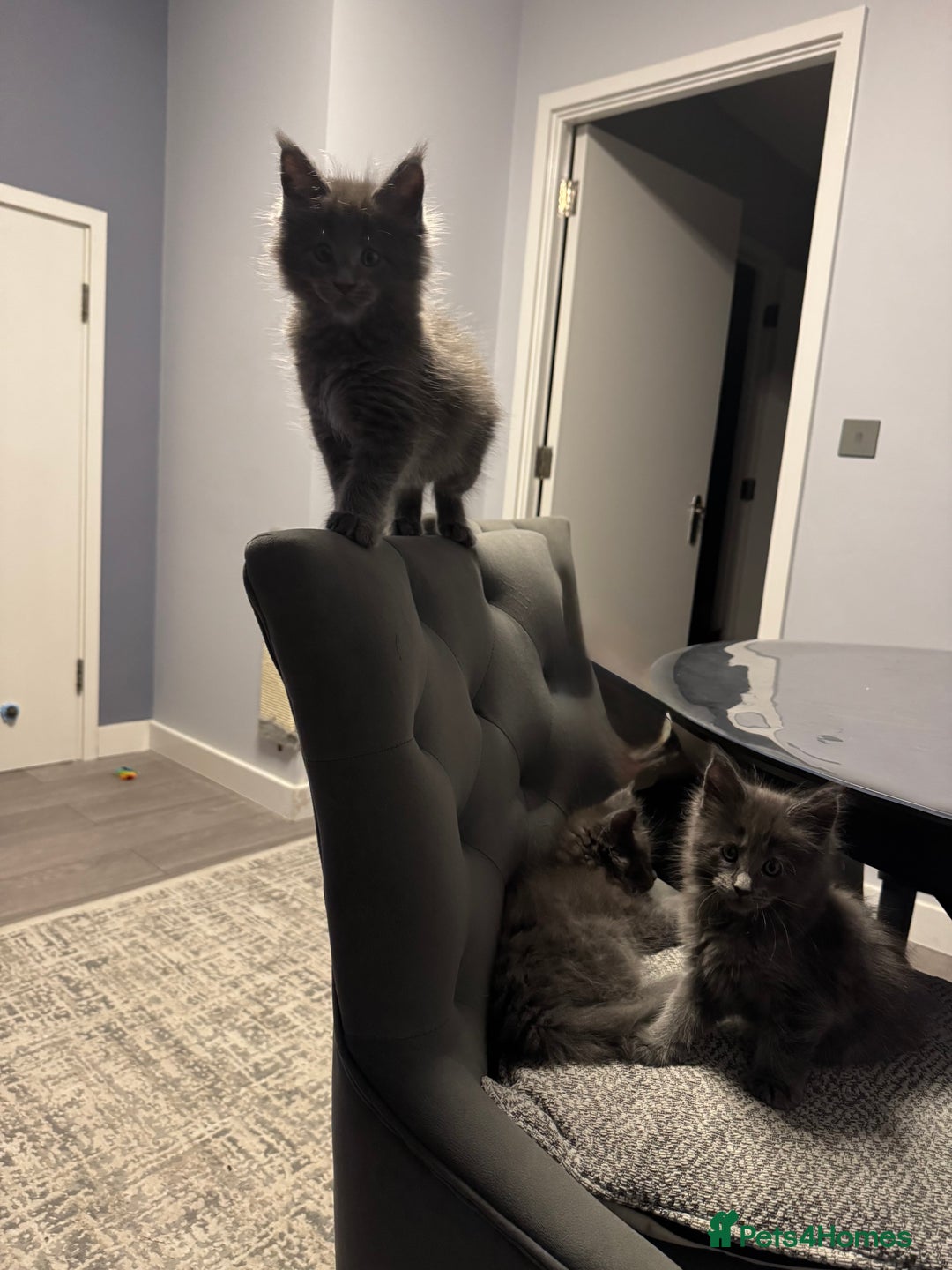 Maine Coon cats for sale: Pedigree Maine Coon Kittens – Blues & Smokes - Advert 32