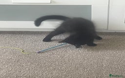 Domestic Shorthair cats for sale: FREE Kitten for adoption  - Image 2