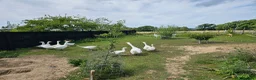 Geese poultry for sale: Embden Geese 4 left (1pair + 2 goslings)  - Advert 5