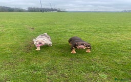 English Bulldog dogs for sale: English Bulldog Pair for Breeding - Image 3