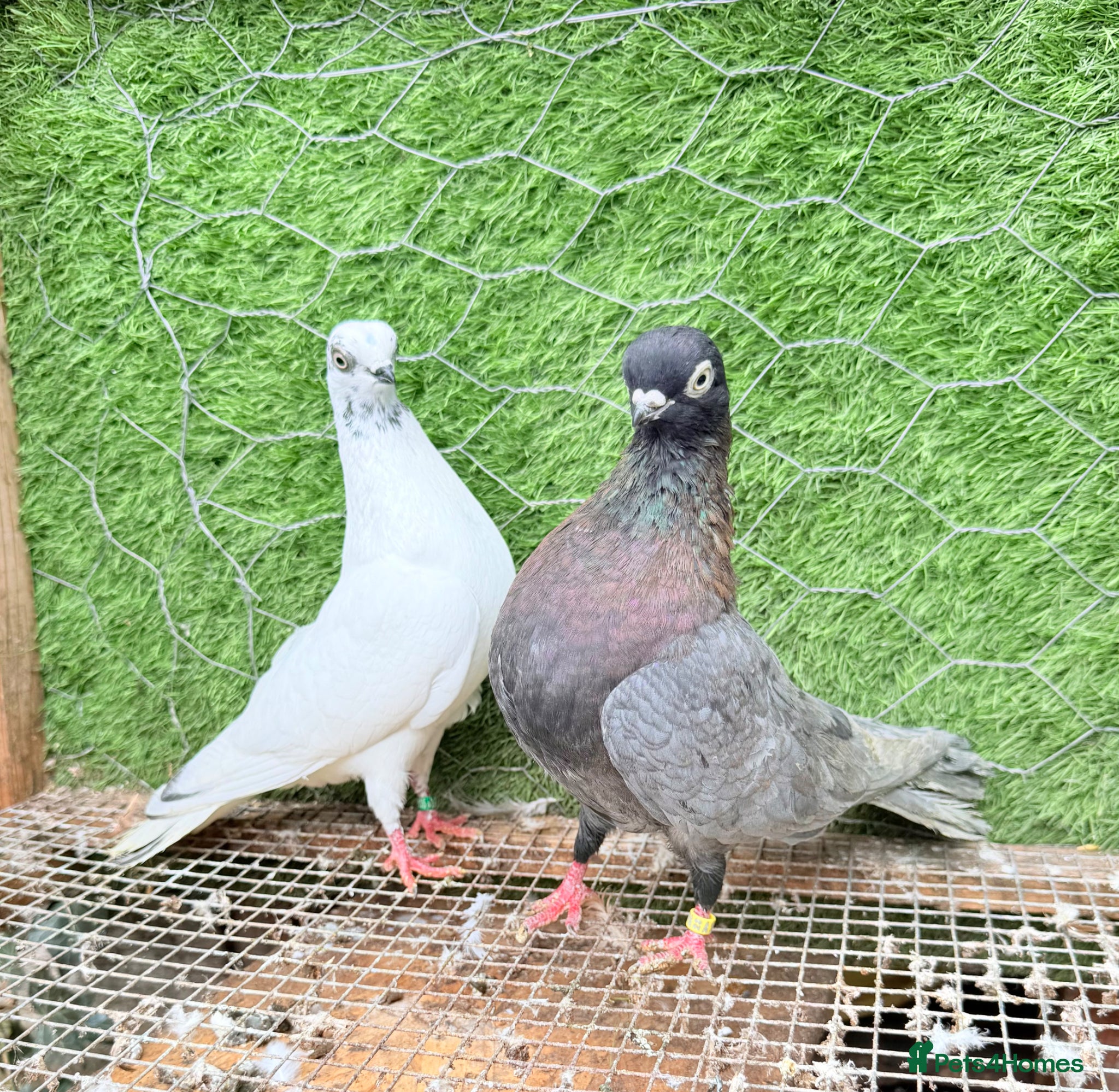 Pigeons birds Strong Breeding Pigeon Pairs – £70 Per Pair - Advert 1