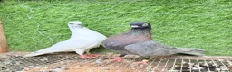 Pigeons birds for sale: Any Pair £65 - Healthy Breeding Pigeons - Advert 14