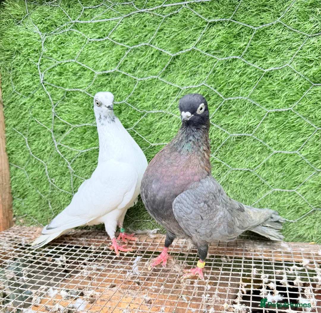 Pigeons birds for sale: Strong Breeding Pigeon Pairs – £70 Per Pair - Advert 1