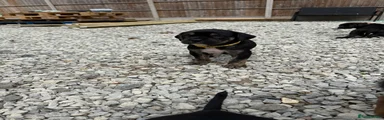 Yellow Collar