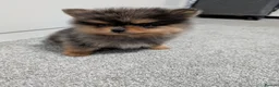Pomeranian dogs for sale: Pedigree Pomeranian puppy's  - Advert 10