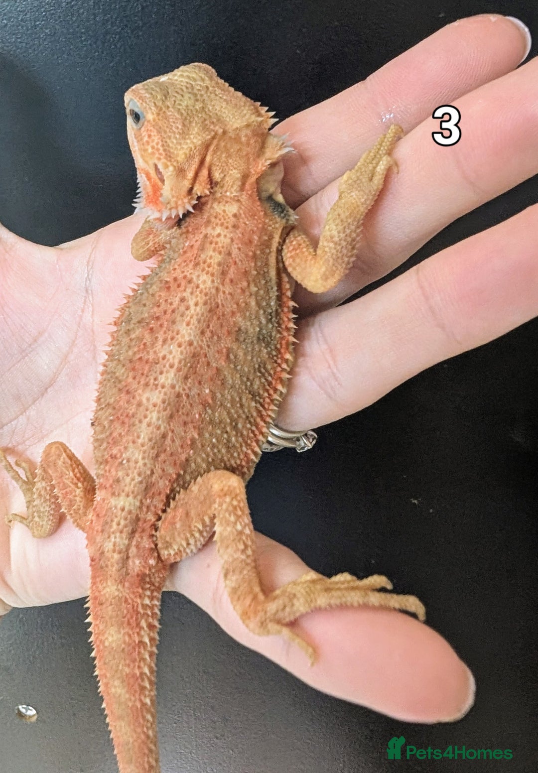 Bearded Dragon reptiles for sale: Bearded dragons male. Last few left - Image 6