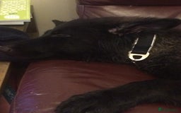 German Shepherd dogs for sale: Male longhaired black sable German shepherd  - Image 8