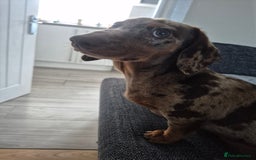Miniature Dachshund dogs for sale: Miniature  Dachshund  chocolate dapple female - Image 5