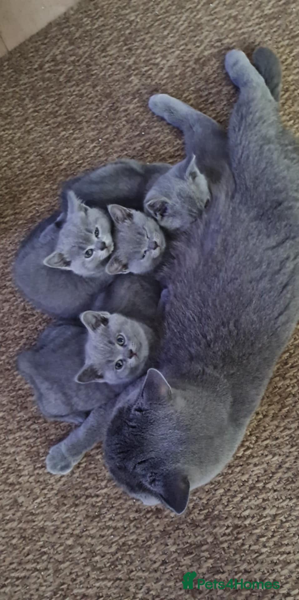 British Shorthair cats British Shorthair Kittens  - Advert 16